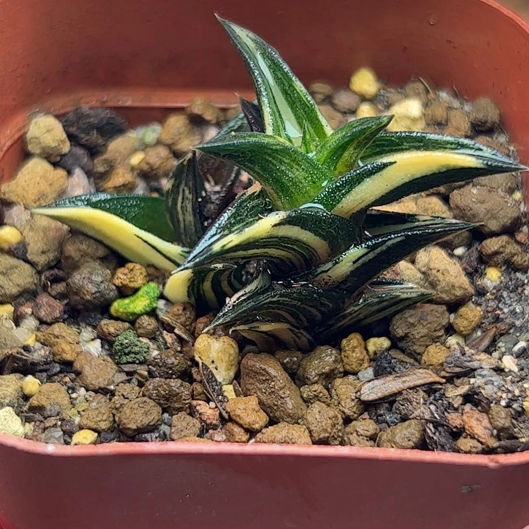 龙城锦十二卷多肉