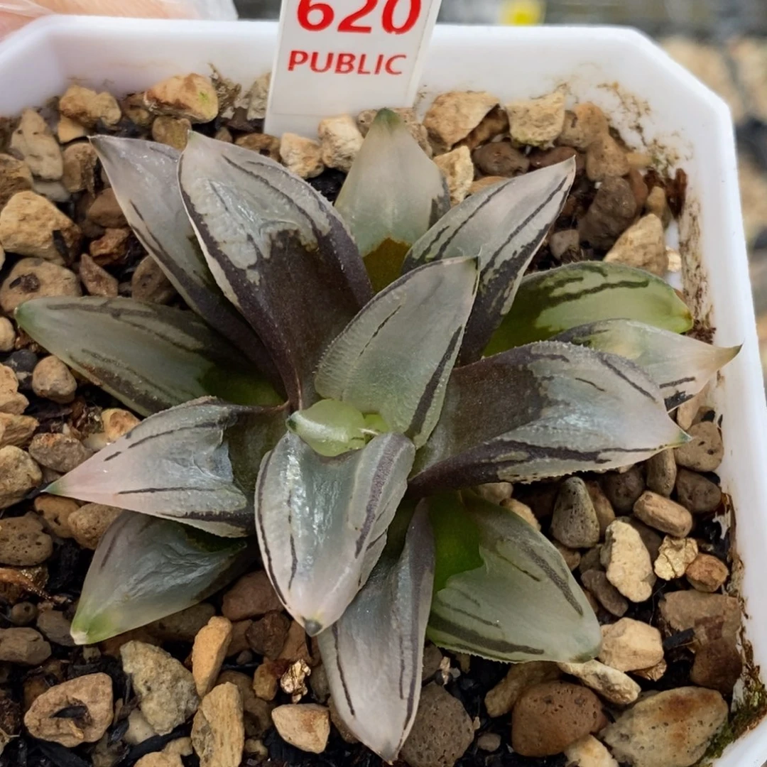 620号西瓜变异特价特价