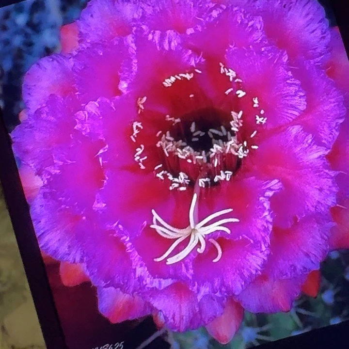 流苏侧芽5公分毛花柱仙人球（20包邮