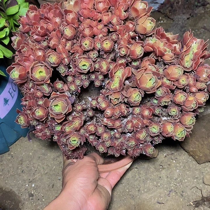 多肉植物保护研究所