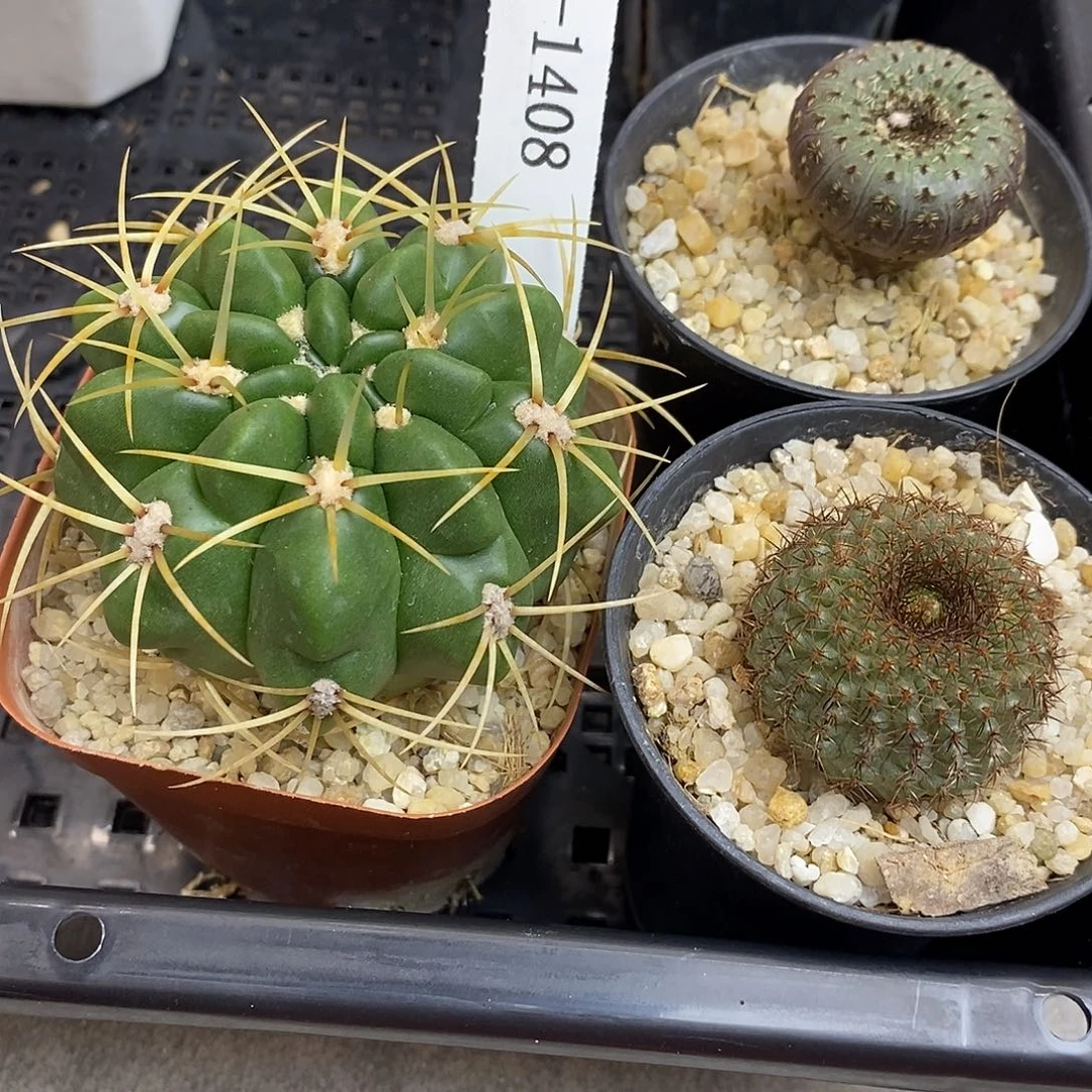 罗***辑G1408花有转盘仙人球花开