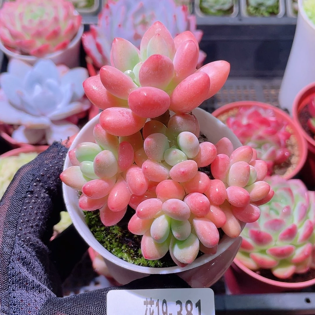 花利美19-381洛神