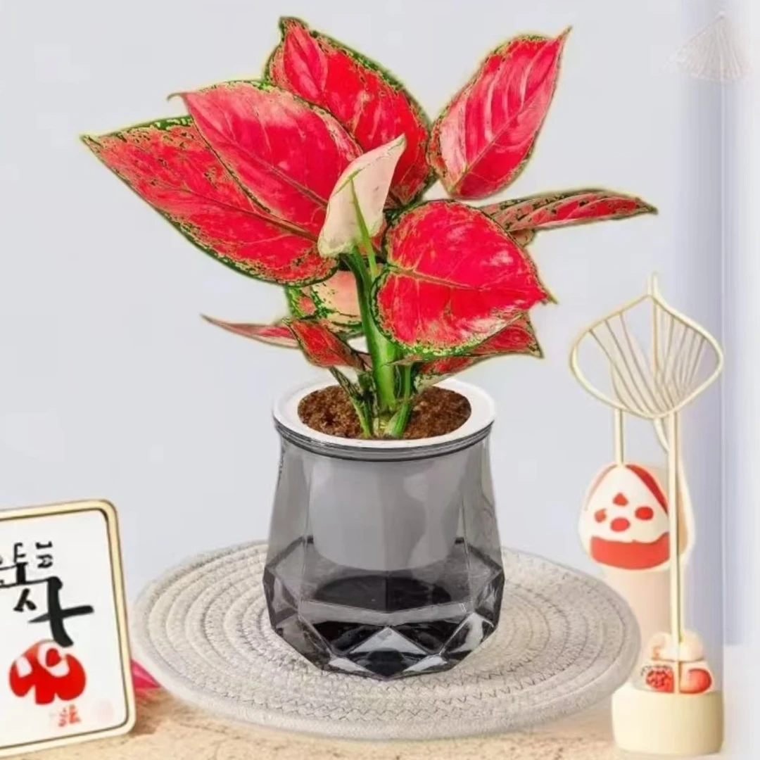 吉利红如意盆栽A1水培植物吸除甲醛四季好养易活