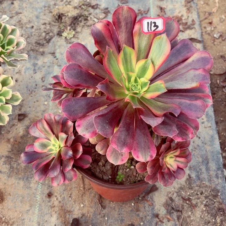 美杜莎113法师多肉