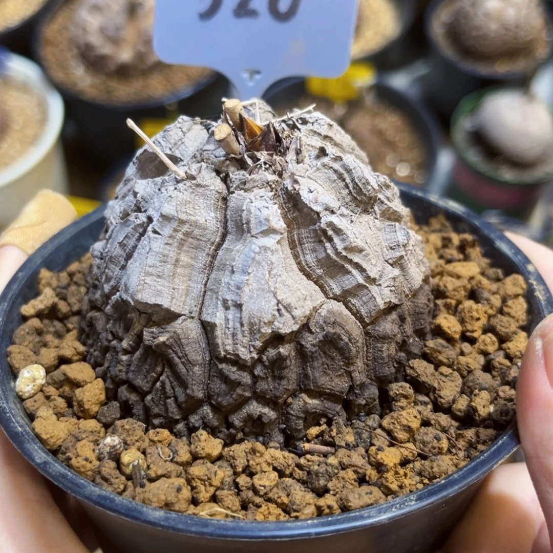 320龟甲龙7.3公分