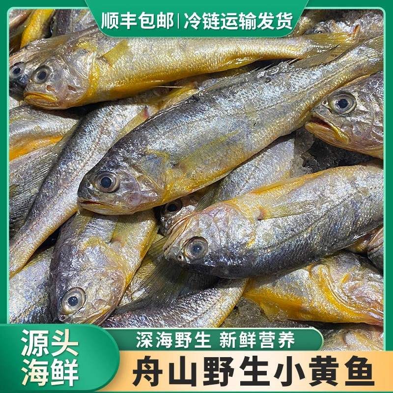 【中号Z】舟山野生小黄鱼净重新鲜海捕急冻11-12条/斤顺丰直达