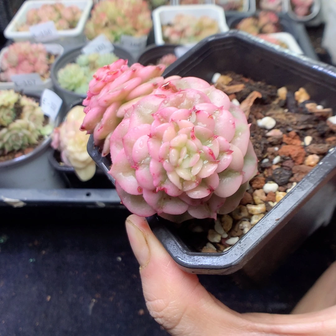 无花朵E164。yyyyyyyy