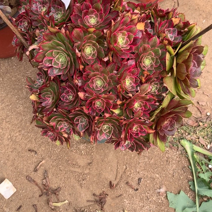 499莲花座多肉植物特价