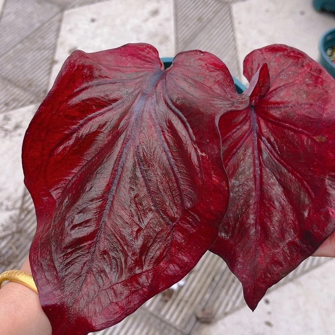 完全开放泰彩一物一拍2533