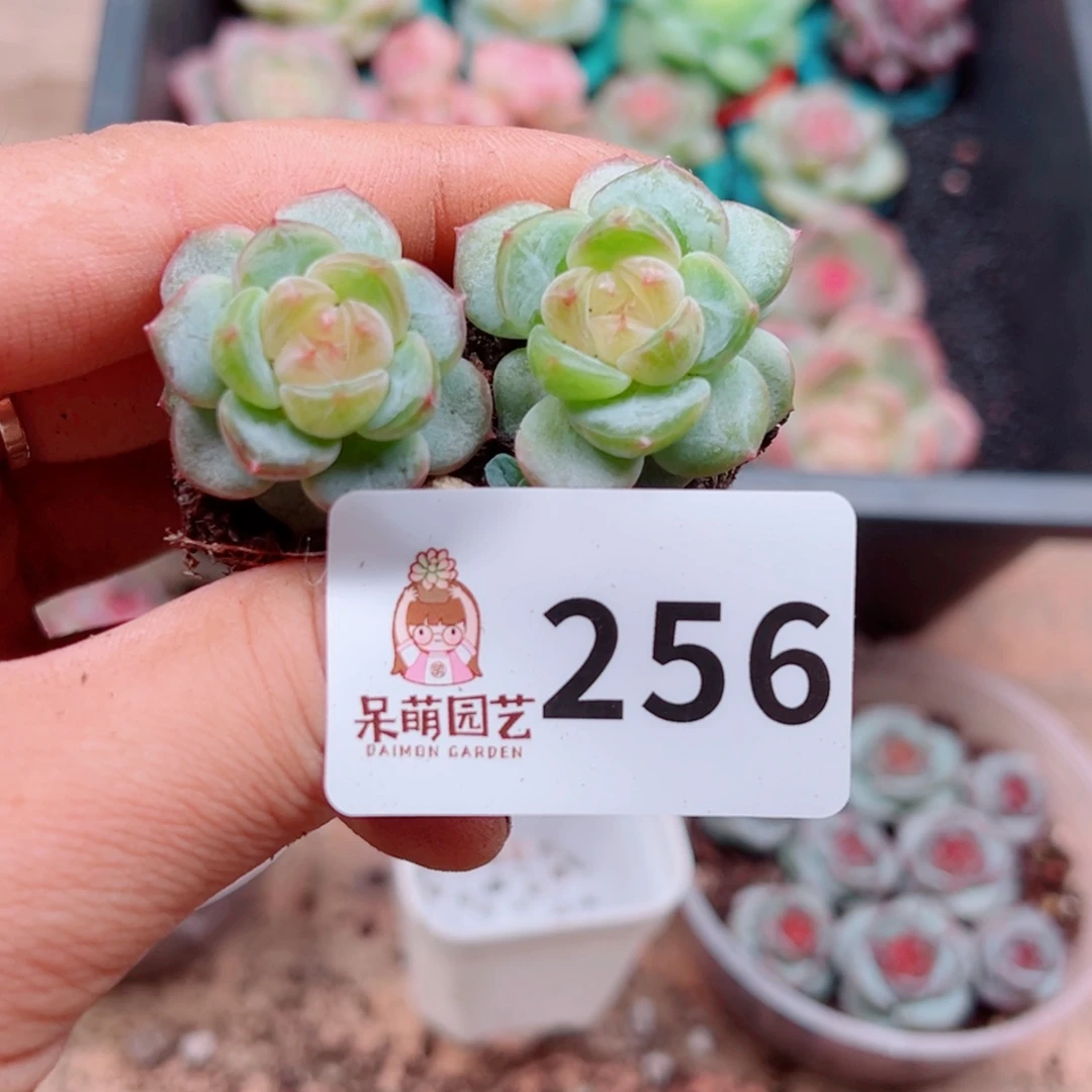 小***柒多肉植物多肉植物