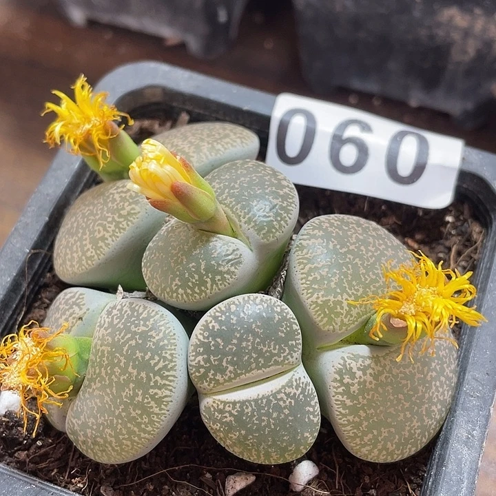生石花一颗5头060