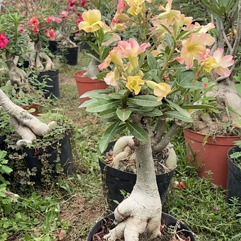 沙漠玫瑰之花盛开