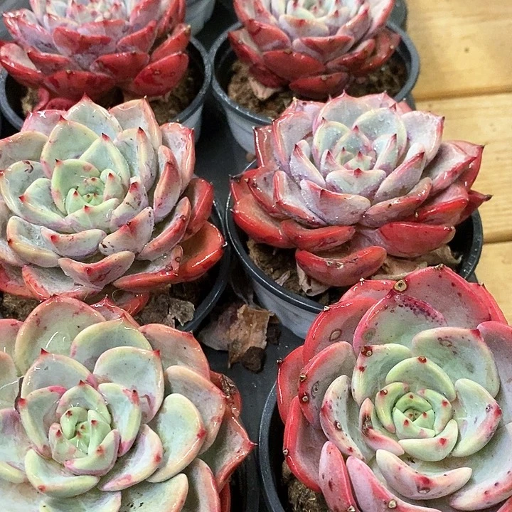 28。三文鱼。单头。