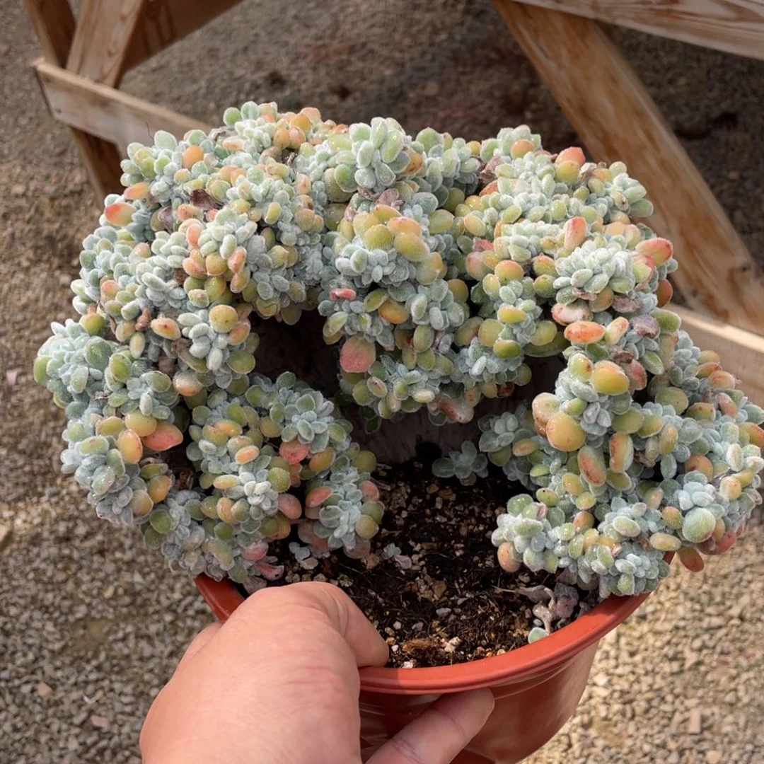 0366雪晃星不带盆20厘米