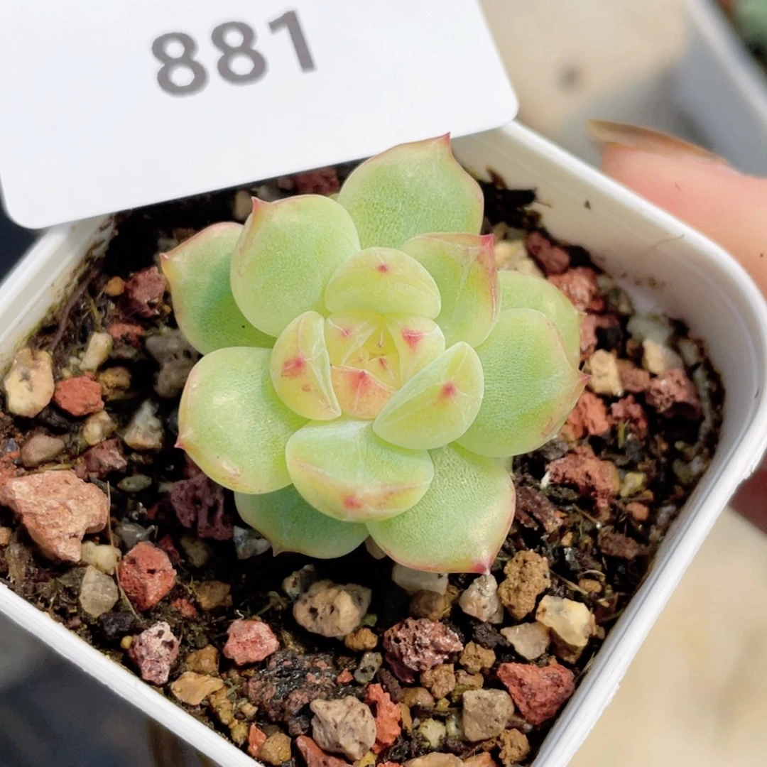 881号糖心冰心珍妮