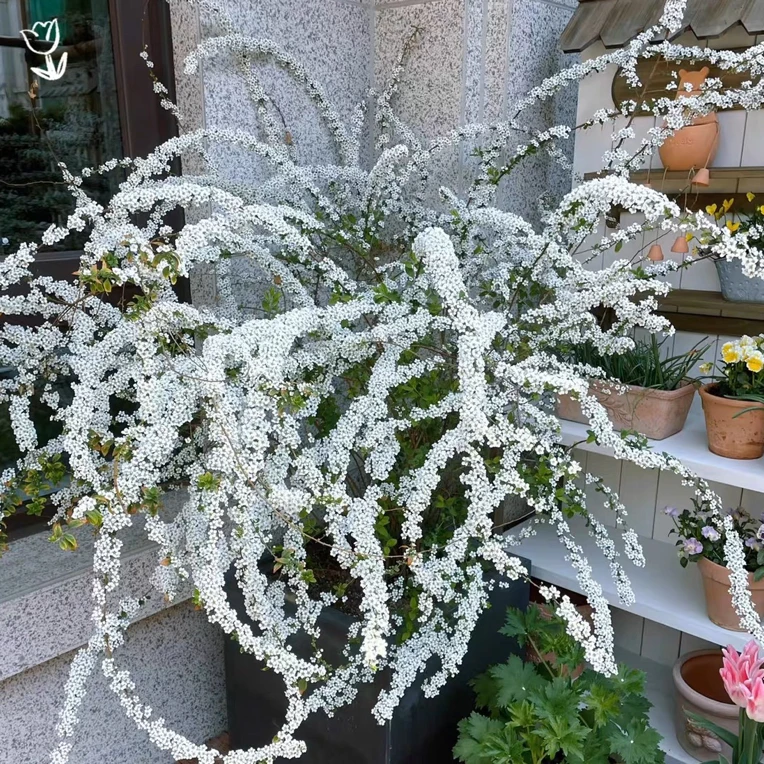 雪柳喷雪花棒棒糖树苗重瓣花卉可盆栽地栽室内外种植