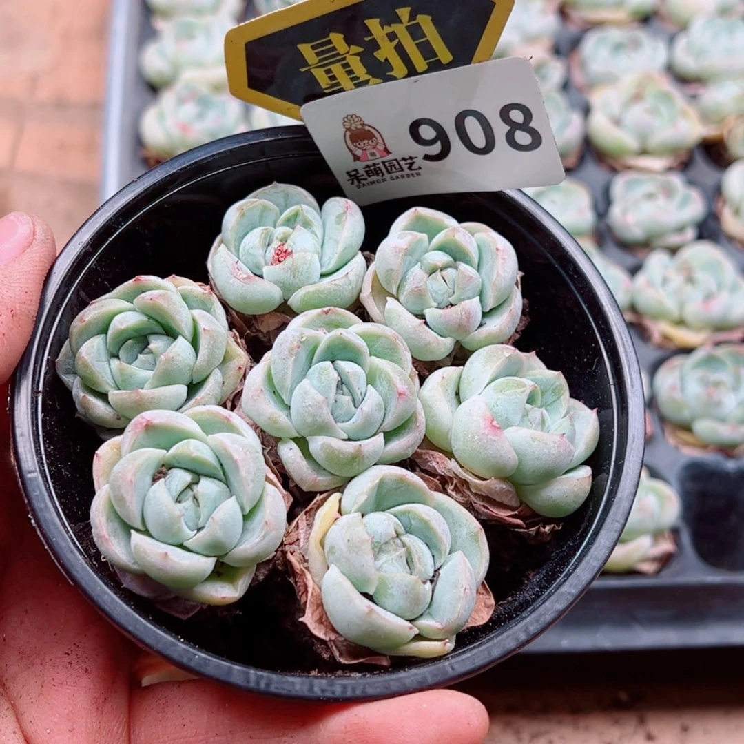 多肉植物多肉植物