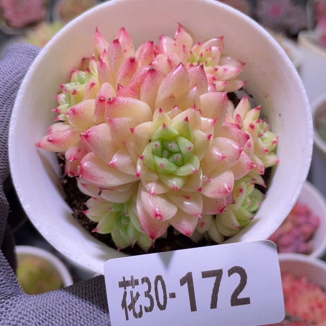 花利美30-172麦秆群