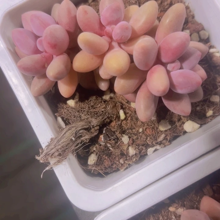 桃花奶精品多肉植物