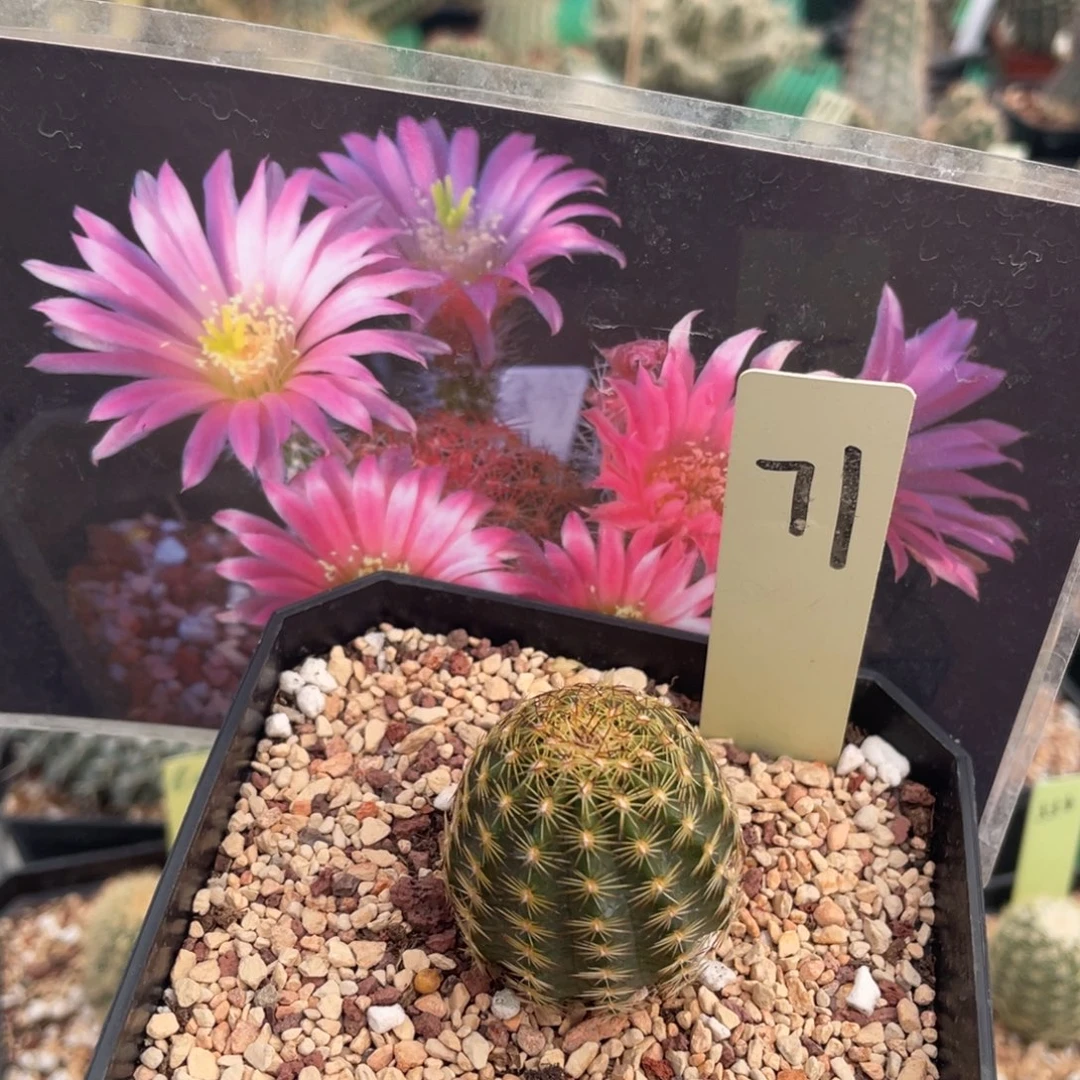 鹿角柱实生仙人球青花虾杂交