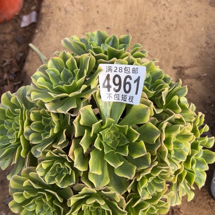 绿美杜莎多肉植物法师4961