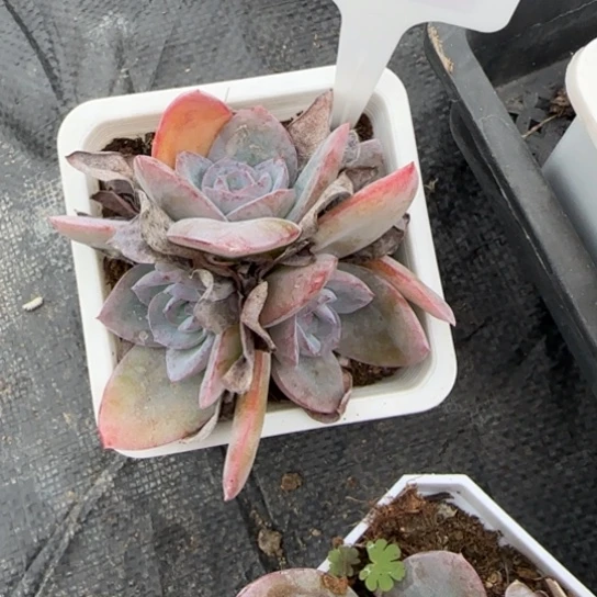 146布鲁蓝一物一拍多肉