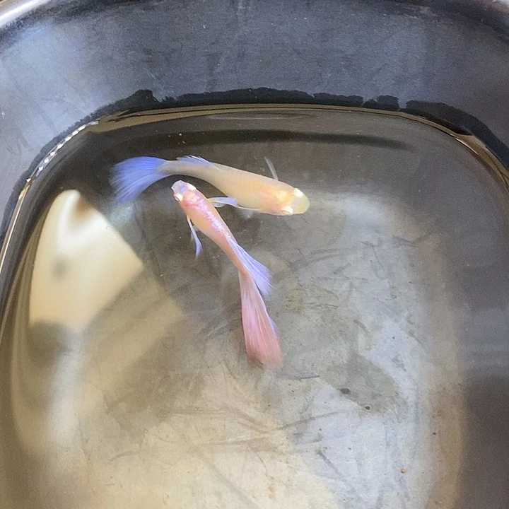 紫白飞船孔雀鱼孔雀鱼