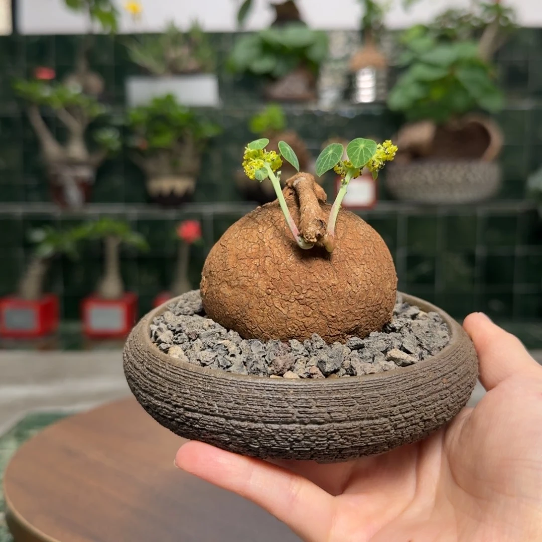 素可泰 可爱造型 含盆