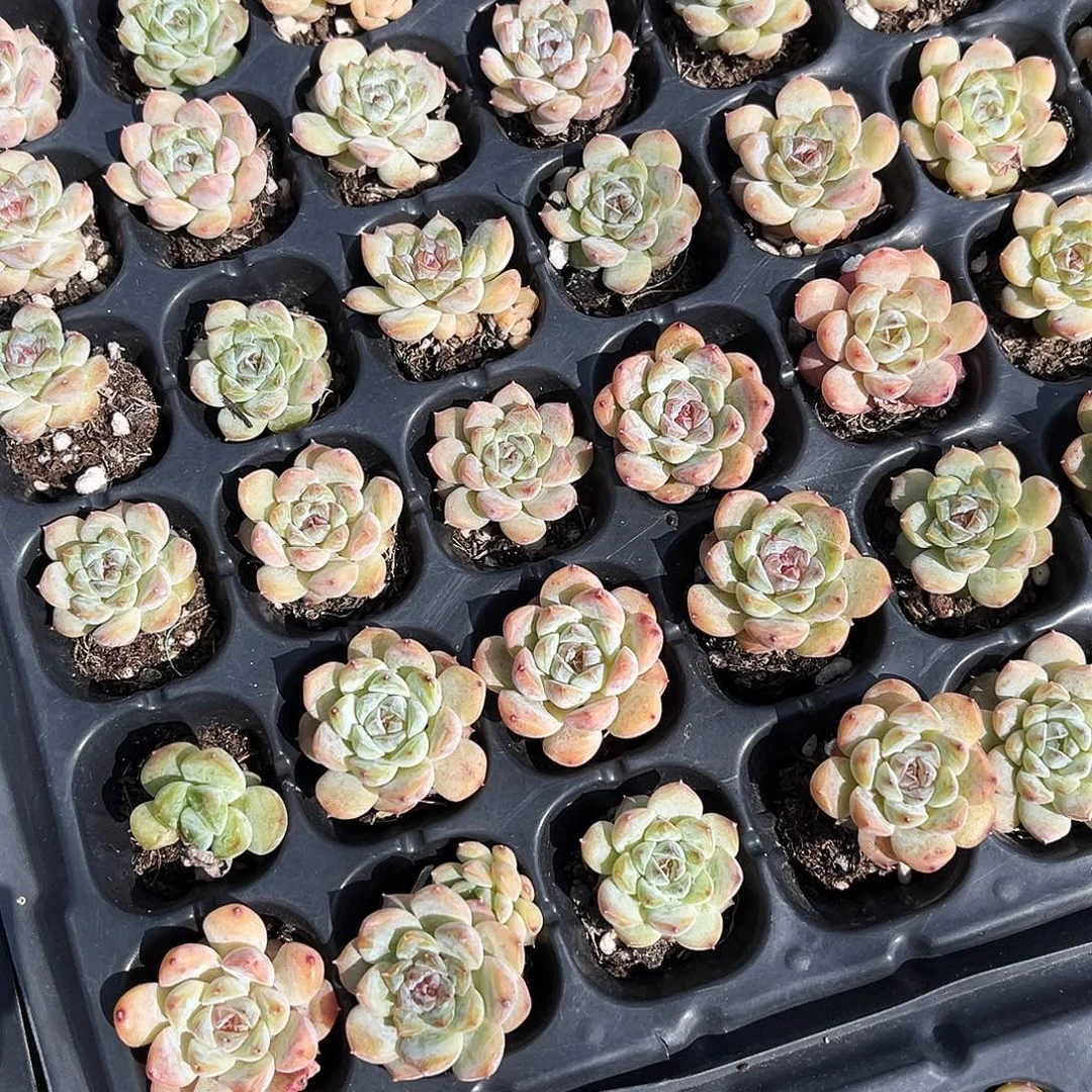 冰糖水晶穴盘到手5颗