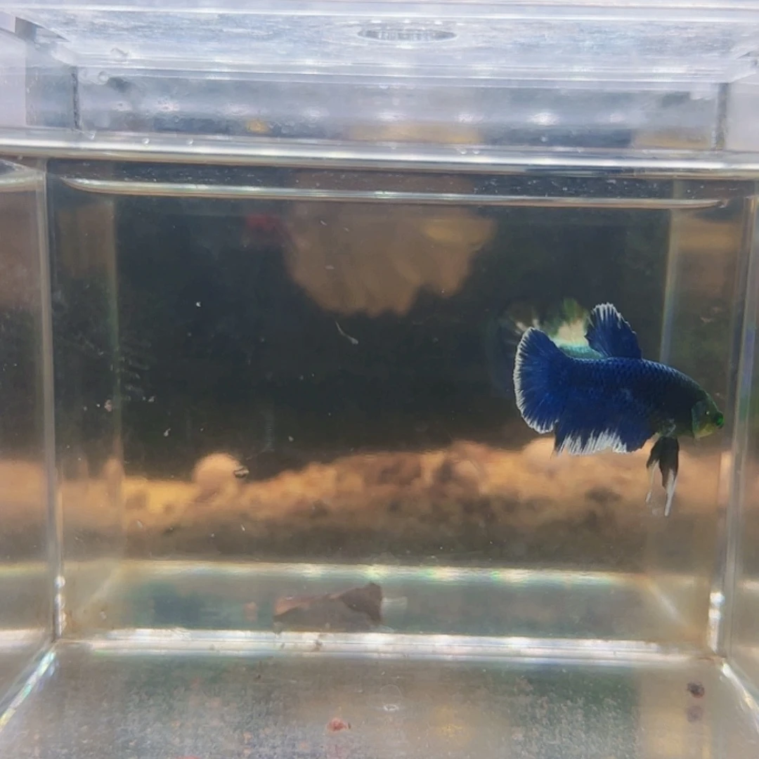 斗鱼活体观赏鱼耐活好养啊