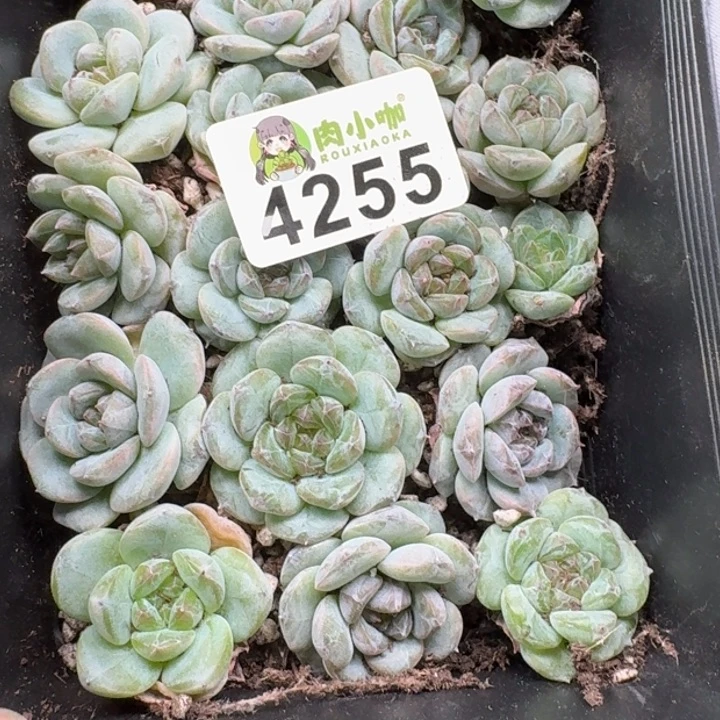 小***-无花朵多肉植物多肉植物