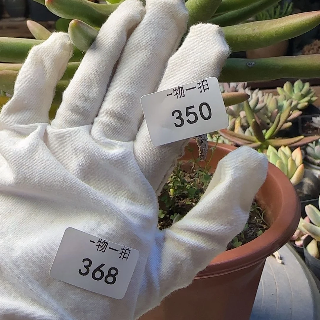 习***K350号 一物一拍