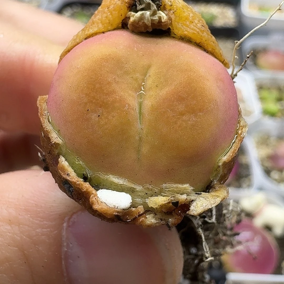 老马生石花蟠桃2126