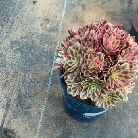 粉女巫多肉植物082