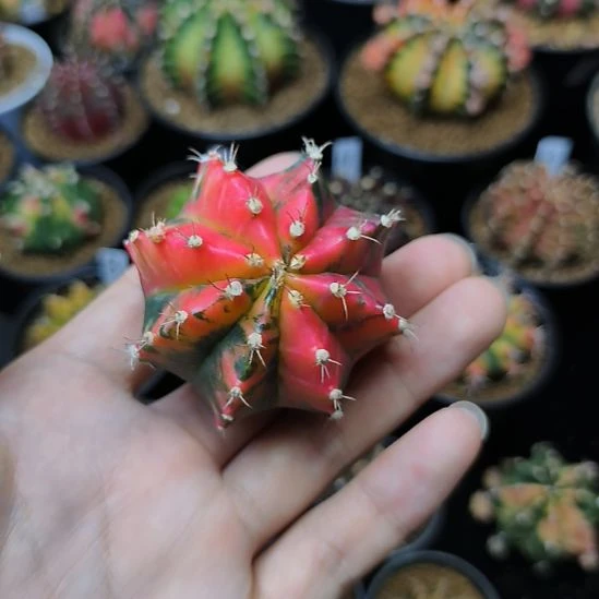 米哈锦侧芽自根脱土发货