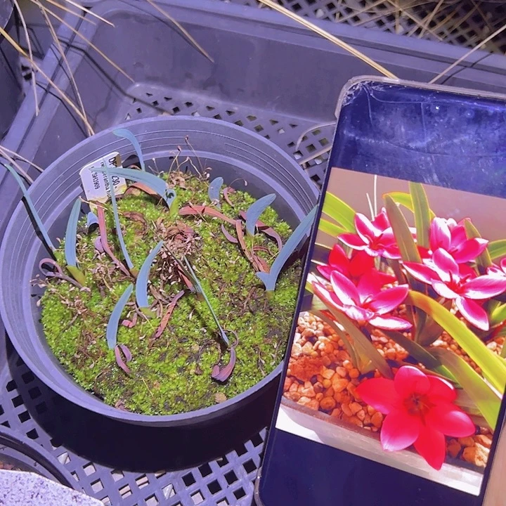 矮花夜鸢尾一盆带盆1