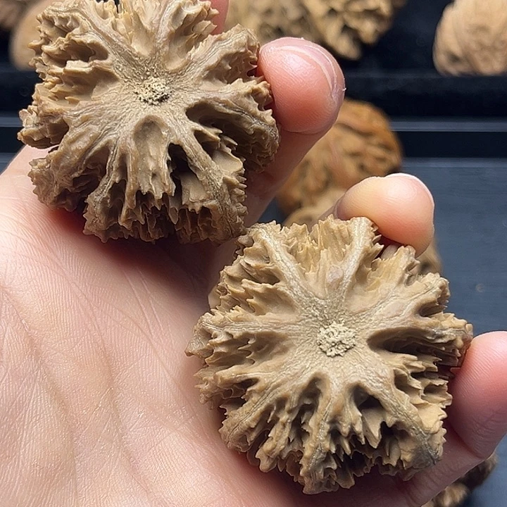 劉***方木质类秦岭突突突突突