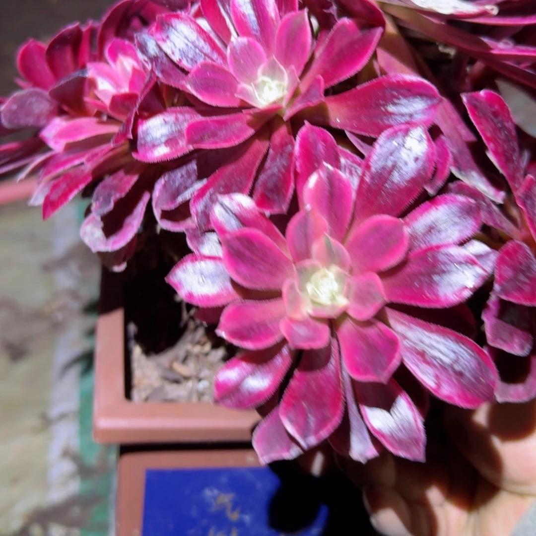 白婚纱法师多肉007