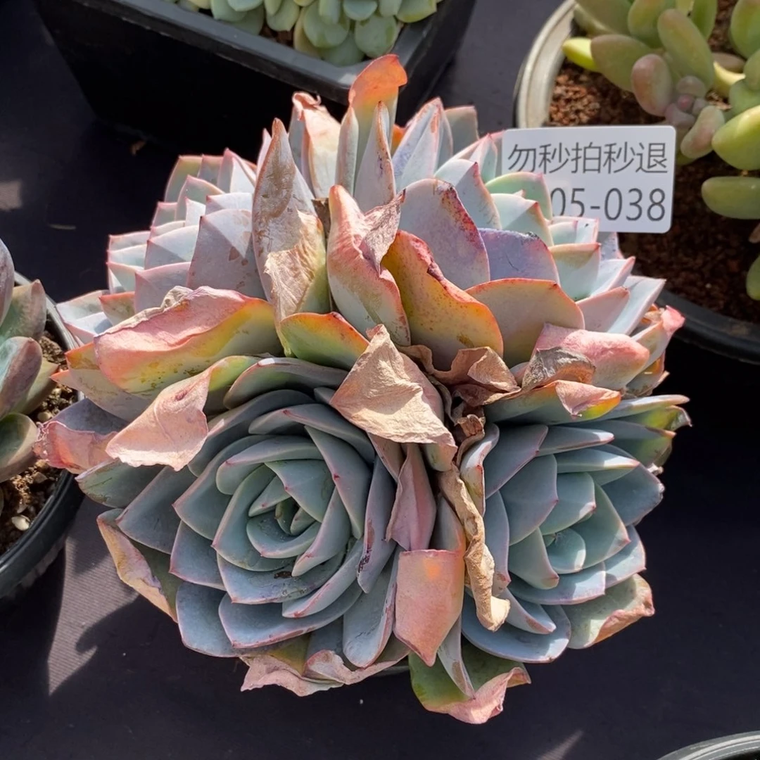 两单包邮1205-38布鲁蓝