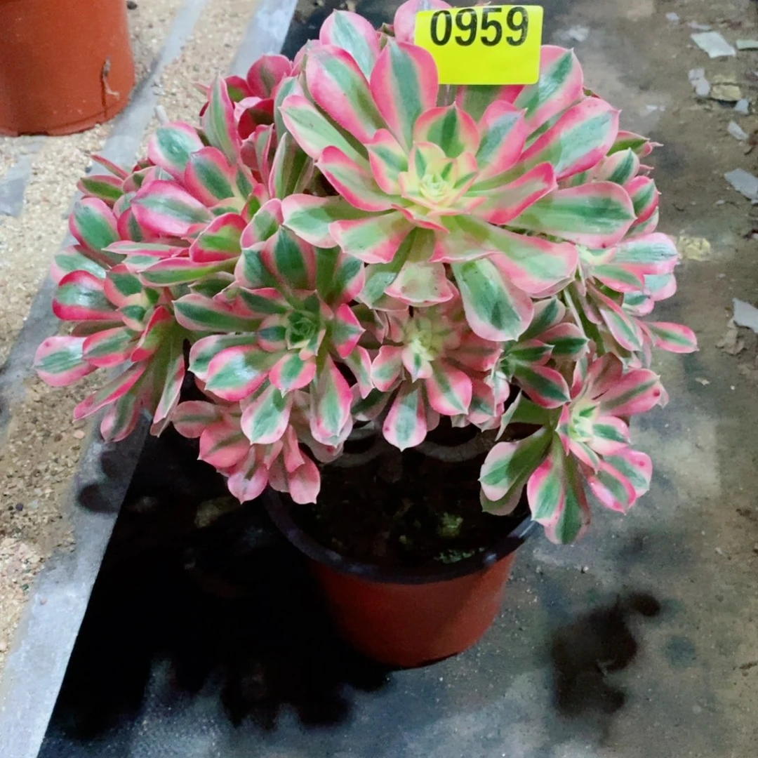 个大壮型不太好959