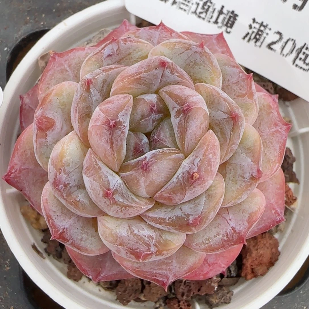 花语逸镜0204-364