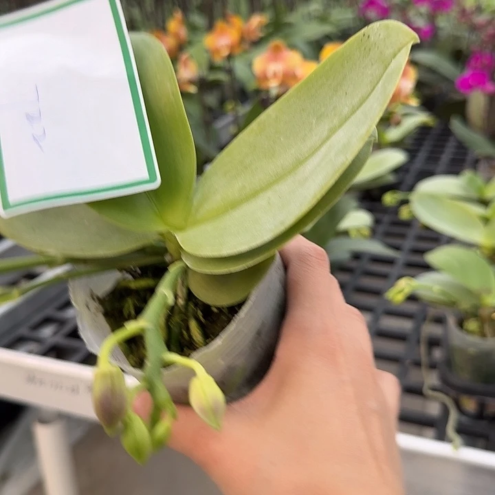 甜***果大部分开放少量花苞722