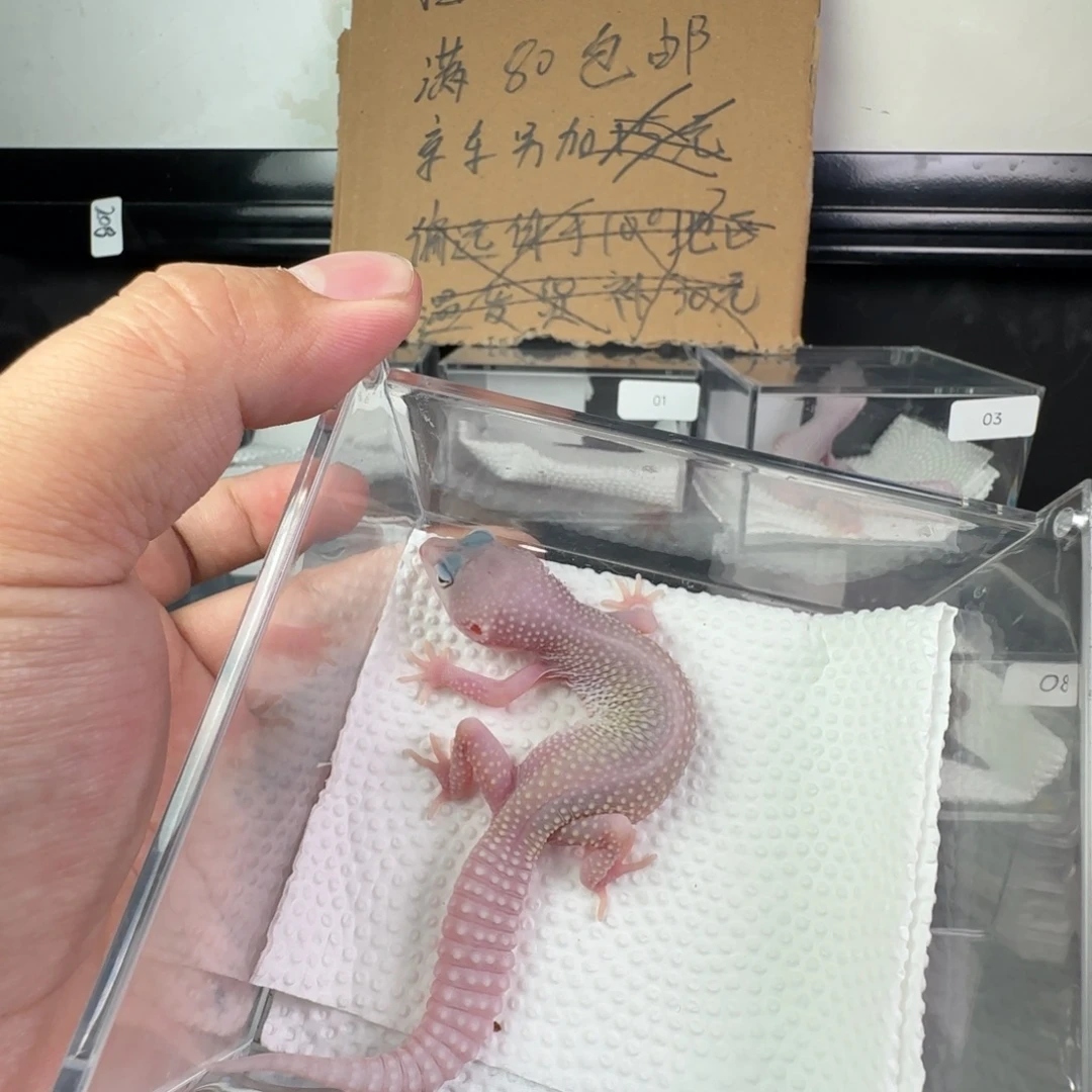 豹纹守宫暴风雪日食妹妹