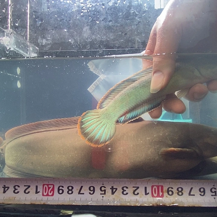 雷龙鱼17公分左右