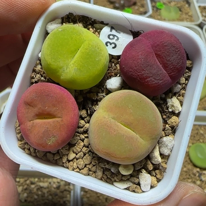 1.9+漂亮多肉植物397