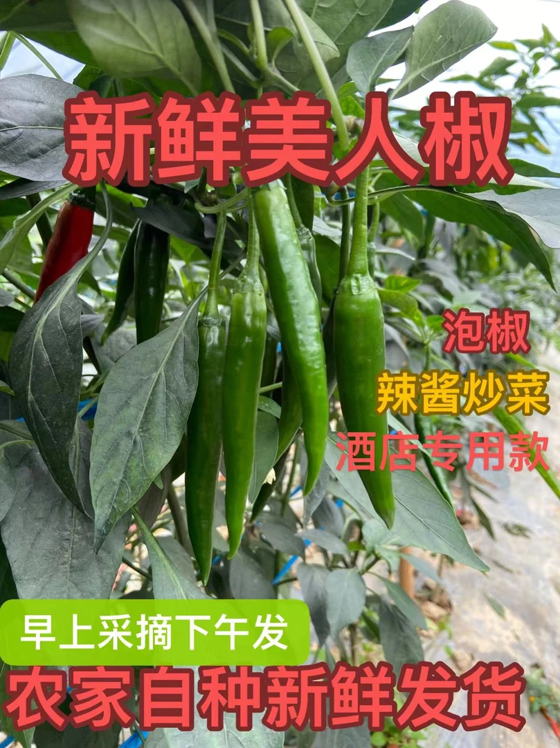 青辣椒辣椒美人椒当季新鲜大青尖椒微辣红线辣椒酱泡椒鲜椒鲜青