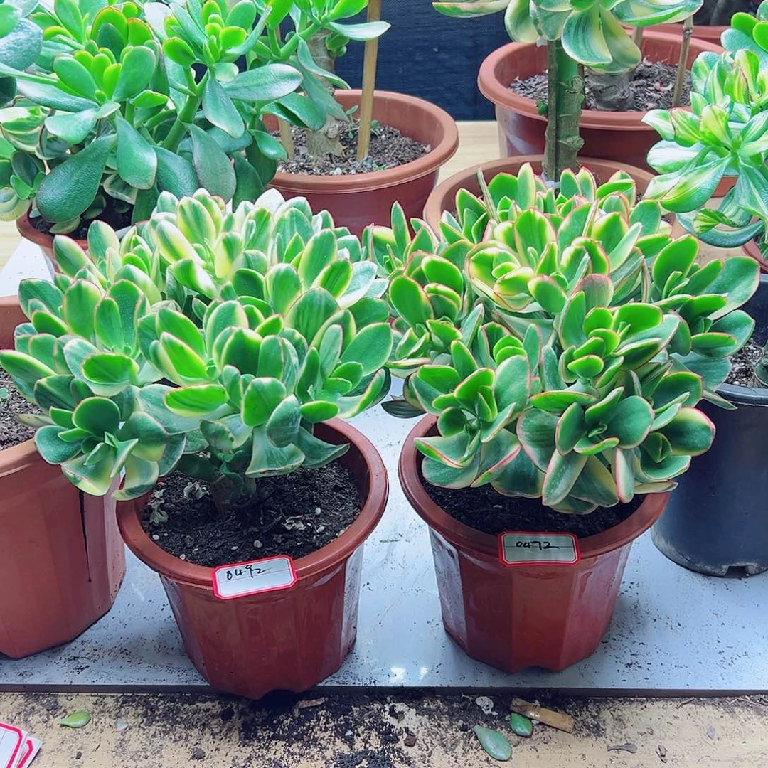 《***》新花月锦带盆一对0492