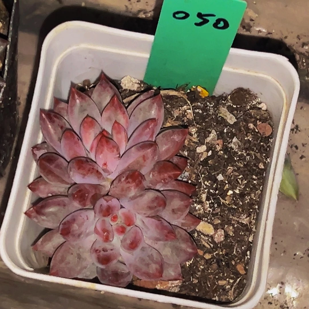 桔云多肉美人精品系列