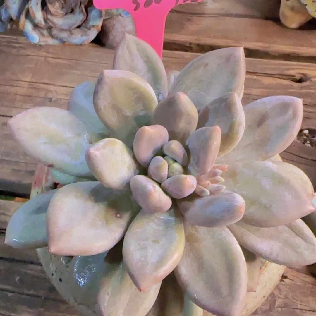 太子殿下姐姐多肉植物