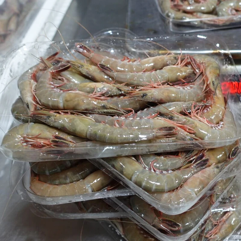 【莫小弟中大滑皮虾】石浦海鲜东海海捕海虾大滑皮虾大条虾